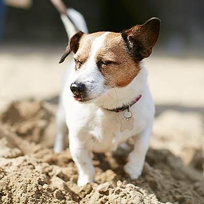 Holly Dog